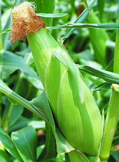 恩泉餐飲管理公司 恩泉餐飲管理公司